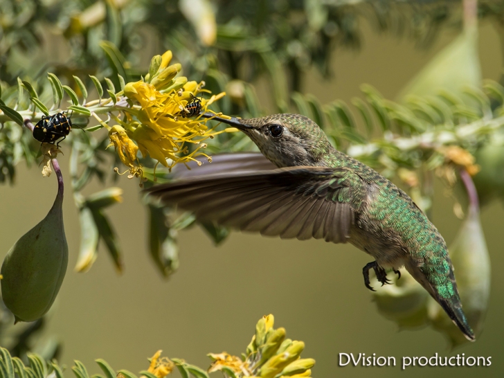 Hummingbird with flowers and bugs, CA.
