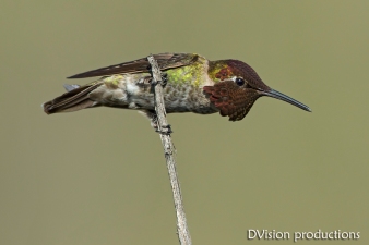 Anna's Hummingbird male defending its territory, CA.