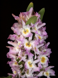 Orchid in bloom, Boulder CO.