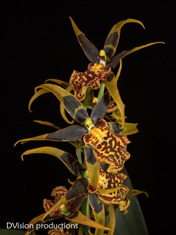 Orchid in bloom, Boulder CO.