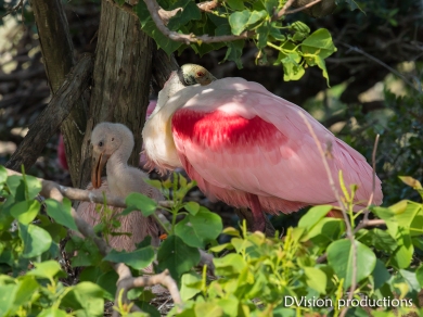 Roseate Spoonbill and chick, Texas.