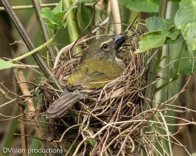Streaked Saltator on the nest, Panama.
