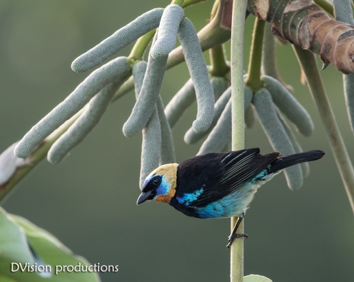 Golden-hooded Tanager, Panama.