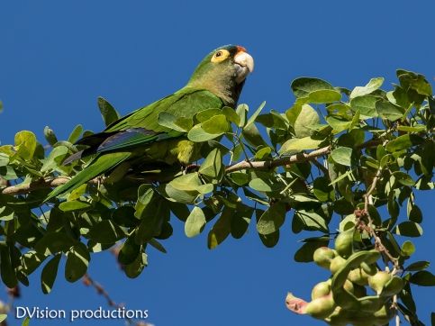 Orange-fronted Parakeet, Mismaloya Mexico.