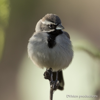 Black-throated Sparrow, Joshua Tree NP.