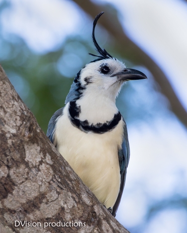 White-throated Magpie Jay, Huatulco Mexico.