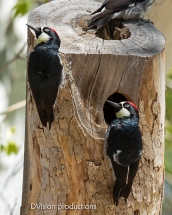 Acorn Woodpeckers, Arizona.