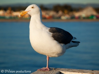 Gull with Santa Cruz boardwalk in background.