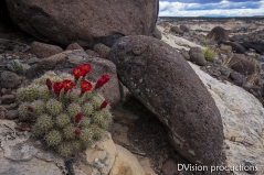 Cactus amid volcanic rock landscape. Escalante Canyons UT.